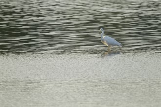 Great egret (Ardea alba) stands in the shallow water zone of a lake, Lower Saxony, Germany