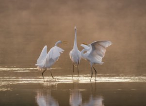 Great egrets (Ardea alba) stand in the warm orange morning light in the shallow water zone of a
