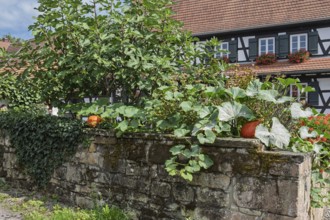 An idyllic garden with pumpkins in front of a half-timbered house. Lush plants grow on an old stone