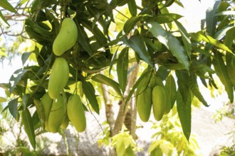 Mango tree with fruits, Bali, Indonesia