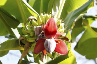 Banana tree with fruits, Bali, Indonesia