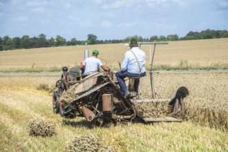Older tractor-drawn self-binder harvesting wheat at old-fashioned harvest festival in Svenstorp,
