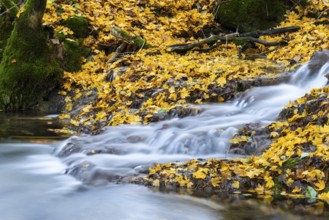 Sinterterrassen der Weißen Lauter, stream, maple leaves, water, autumn, Donntal, Gutenberg, Swabian