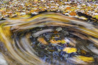 Ahron leaves in herb color turn in brook strudel (Acer) horse chestnut family (Hippocastanoideae),