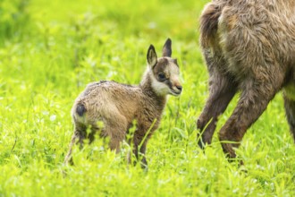 Chamois (Rupicapra rupicapra) Mother (doe) with her youngster (fawn) on a meadow, Austria
