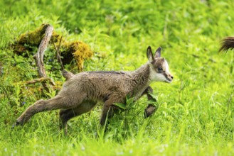 Chamois (Rupicapra rupicapra) youngster (fawn) running over a meadow, Austria