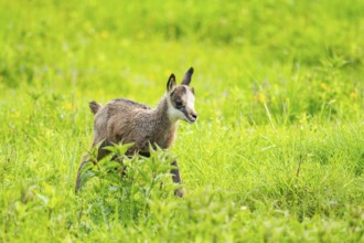 Chamois (Rupicapra rupicapra) youngster (fawn) standing on a meadow, Austria