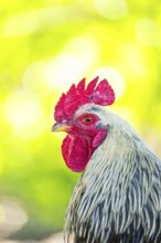 Domestic Chicken (Gallus gallus domesticus), portrait, Bavaria, Germany