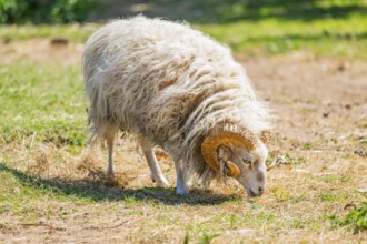 Domestic sheep (Ovis orientalis aries) ram standing on a meadow, Bavaria, Germany