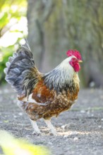 Domestic Chicken (Gallus gallus domesticus), rooster, standing on the ground, Bavaria, Germany