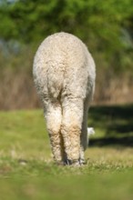 White Llama (Lama glama) standing on a meadow, Bavaria, Germany