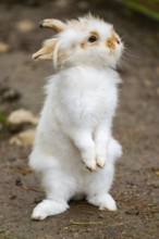 Domesticated rabbit (Oryctolagus cuniculus forma domestica) standing on the ground, Austria