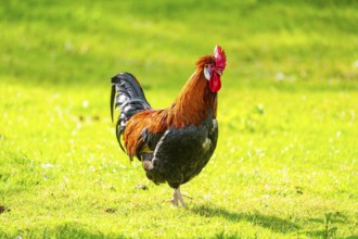 Domestic Chicken (Gallus gallus domesticus), rooster, standing on a meadow, Bavaria, Germany