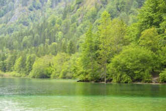 Landscape of Lake Offensee on a rainy day in spring, Salzkammergut, Austria