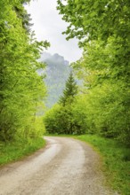 Walking trail going through the forest in spring on a cloudy day, Bavaria, Germany