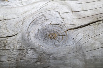 Close-up of a cut fruit in an old tree trunk, Bavaria, Germany