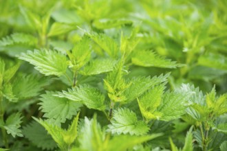 Common nettle (Urtica dioica), detail, spring, Bavaria, Germany