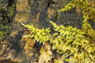 Red-stemmed feathermoss (Pleurozium schreberi) growing on old wood in a forest, Bavaria, Germany