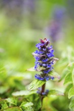 Bugle (Ajuga reptans) blossoms, detail, Bavaria, Germany