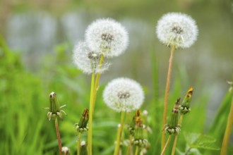 Common dandelion (Taraxacum officinale) seeds, detail, Bavaria, Germany