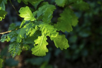 Pedunculate oak (Quercus robur) leafes against the sun light, Bavaria, Germany