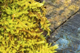 Red-stemmed feathermoss (Pleurozium schreberi) growing on old wood in a forest, Bavaria, Germany