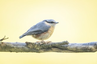 Eurasian nuthatch (Sitta europaea) sitting on a branch, Austria