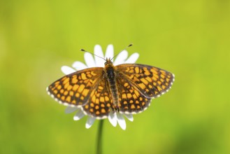Heath fritillary (Mellicta athalia) butterfly sitting in a colorful blossom, Austria