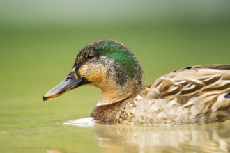 Wild duck (Anas platyrhynchos) male swimming in a lake, Bavaria, Germany
