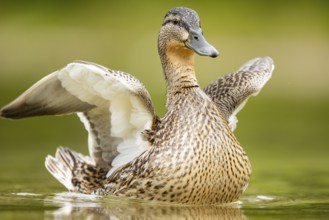 Wild duck (Anas platyrhynchos) female swimming in a lake, Bavaria, Germany