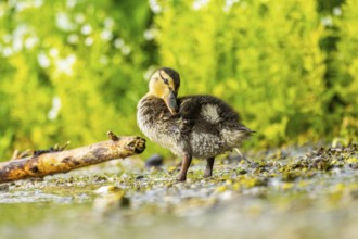 Wild duck (Anas platyrhynchos) chick standing at the schore of a little lake, Bavaria, Germany