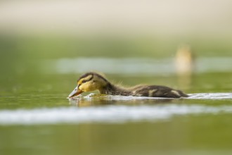 Wild duck (Anas platyrhynchos) chick swimming on a lake, Bavaria, Germany