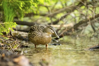 Wild duck (Anas platyrhynchos) female standing in a lake, Bavaria, Germany