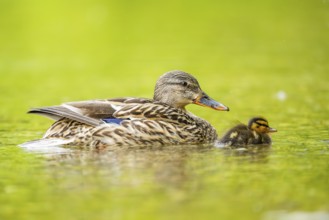 Wild duck (Anas platyrhynchos) mother with her and chick swimming in the water, Bavaria, Germany