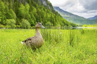 Wild duck (Anas platyrhynchos) female standing on a meadow next to a lake, Austria
