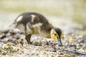 Wild duck (Anas platyrhynchos) chick standing at the schore of a little lake, Bavaria, Germany