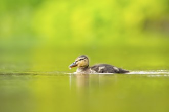 Wild duck (Anas platyrhynchos) chick swimming on a lake, Bavaria, Germany
