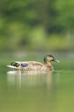 Wild duck (Anas platyrhynchos) male swimming in a lake, Bavaria, Germany