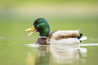 Wild duck (Anas platyrhynchos) male swimming in a lake, Bavaria, Germany