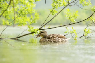 Wild duck (Anas platyrhynchos) female swimming in a lake, Bavaria, Germany
