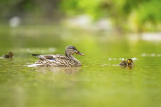Wild duck (Anas platyrhynchos) mother with her and chick swimming in the water, Bavaria, Germany