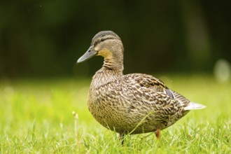 Wild duck (Anas platyrhynchos) female standing on the shore of a lake, Bavaria, Germany