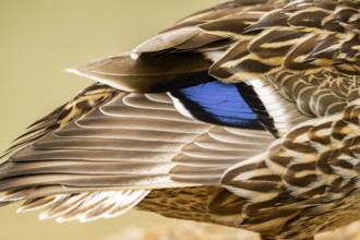Wild duck (Anas platyrhynchos) blue feathers, detail, Austria