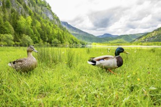 Wild duck (Anas platyrhynchos) male and female standing on a meadow next to a lake, Austria