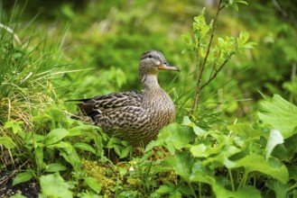 Wild duck (Anas platyrhynchos) female standing on a meadow next to a lake, Austria