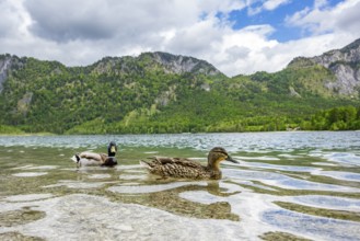 Wild duck (Anas platyrhynchos) male and female swimming in a lake, Austria