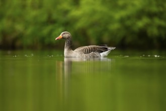 Close-up of a Greylag Goose (Anser anser) swimming in the water in spring, Austria