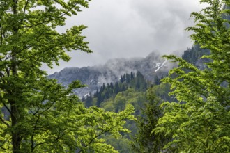 View into the mountains next to Lake Offensee on a rainy day in spring, Salzkammergut, Austria,
