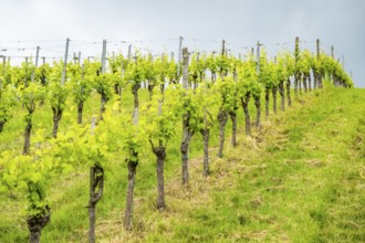 Landscape of the wine yards growing on the hills of southern styria, Austria