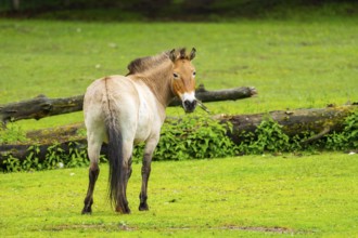 Przewalski's horse (Equus ferus przewalskii) standing on a meadow, Austria, Germany